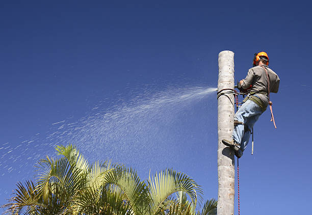 Best Tree Trimming and Pruning  in South Barrington, IL