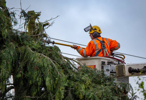 Best Utility Line Clearance  in South Barrington, IL