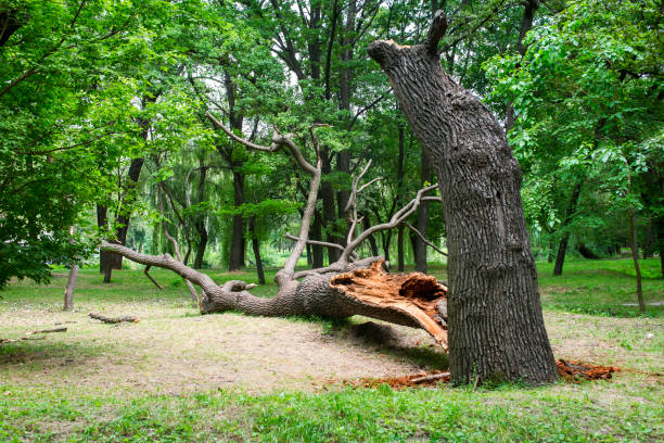 Best Hazardous Tree Removal  in South Barrington, IL